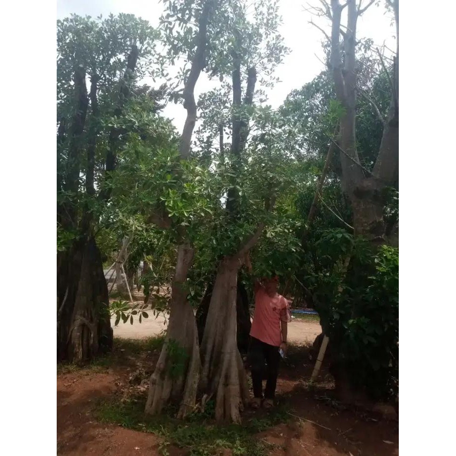 Terbaru Pohon Pule Air 2-3-4 meter