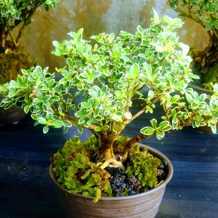 TGR Paket Hemat Tanaman Bonsai Mame Melati Jepang&Mame Serbin Mikro