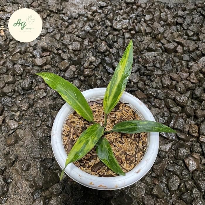 ASLI anthurium plowmanii variegata READY STOCK