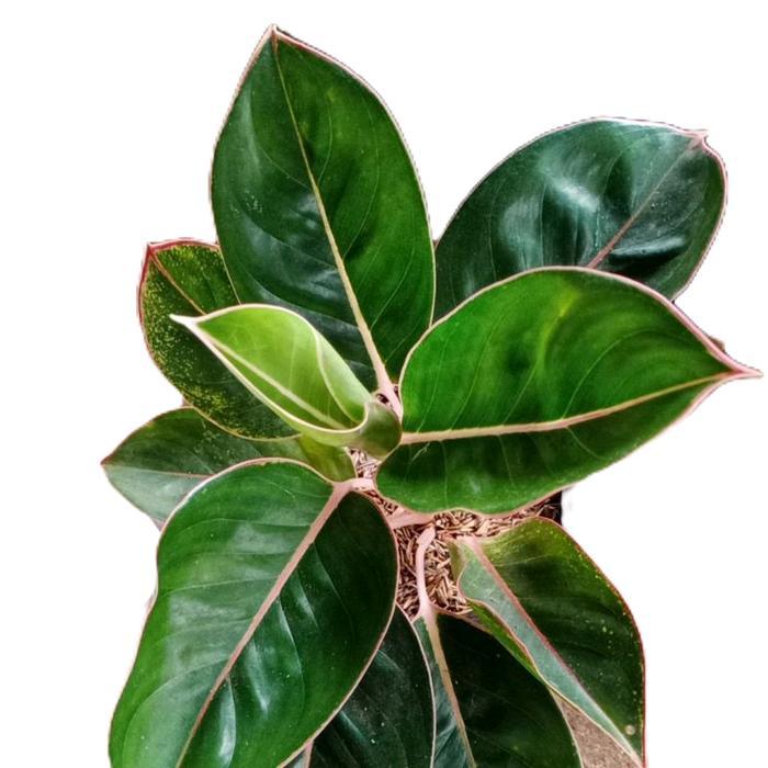 aglonema lipstik flaminggo - tanamanhias aglonema lipstik flaminggo - aglonema lipstik Daun