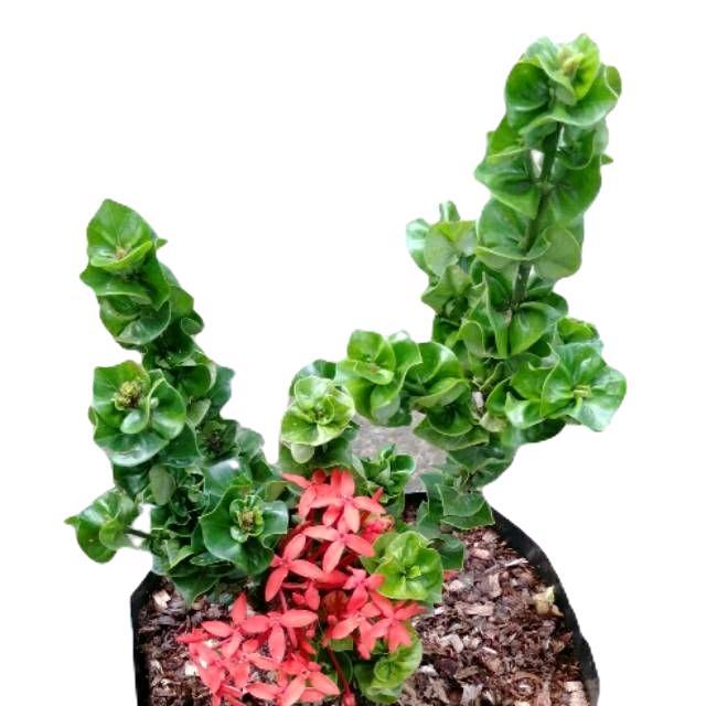 tanamanhias bunga asoka tusuk sate - tanaman soka tusuk sate - bunga asoka tusuk