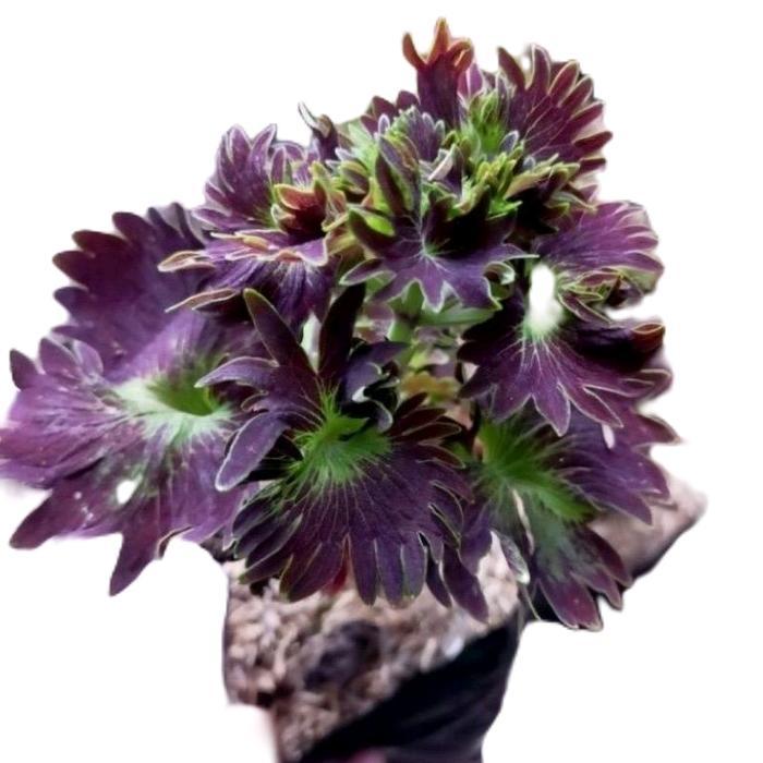 tanamanhias miana ekor naga kriwil - tanaman miana - miana ekor naga kriwil Alami