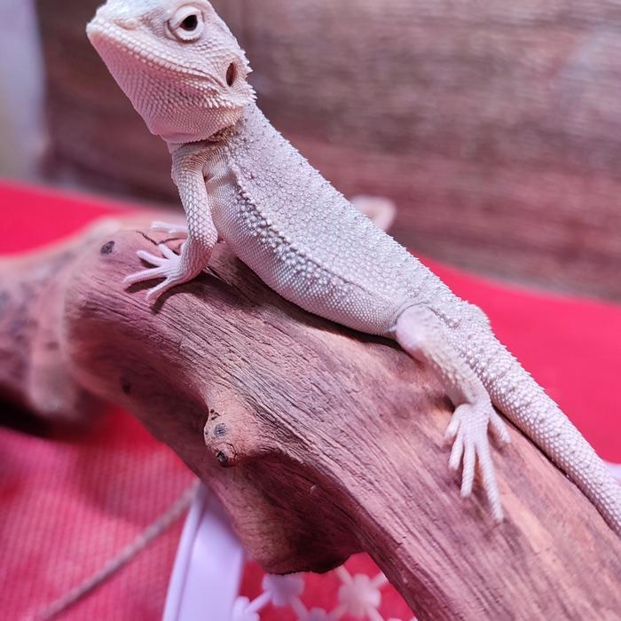 REDAY Terlaris Bearded dragon Hypo Zero Snow Promo Murah
