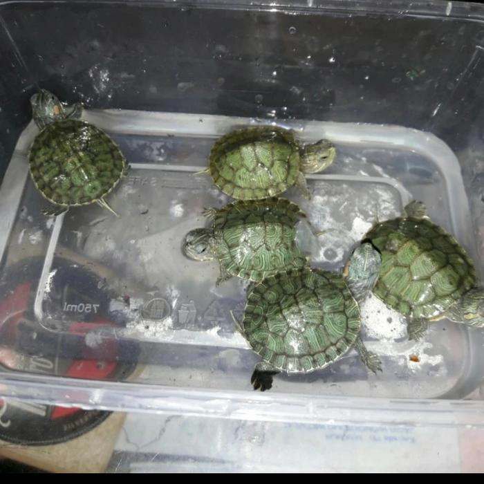 REDAY Terlaris paket 5ekor kura kura brazil 3cm hiasan aquarium kolam Promo Murah