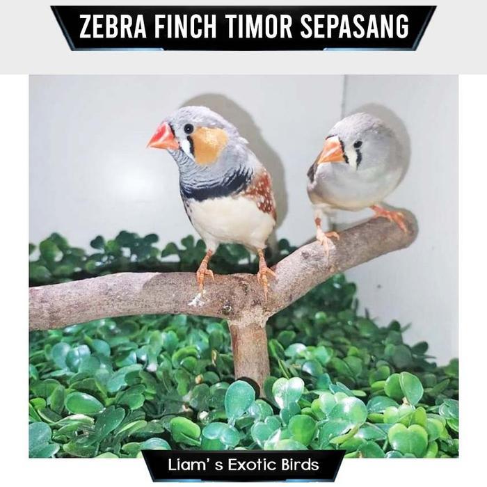 Liam's Exotic Birds Burung Zebra Finch Timor Sepasang Aman untuk Rawatan Kualitas Terjamin