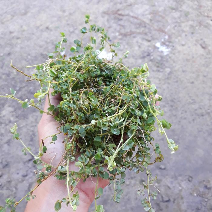 READY tanaman herbal dukut jarem dapat banyak