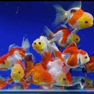 Oranda Red White / Ikan Mas Koki Oranda Red White #Gratisongkir