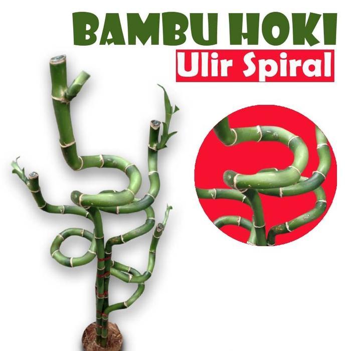 Tanaman Bambu Hoki Ulir Spiral