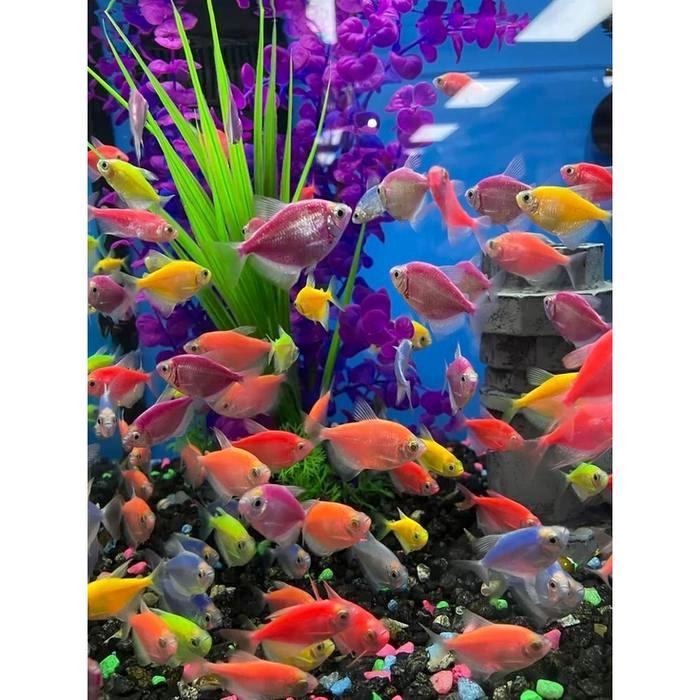 Paket 50 Ekor Size L Ikan Glofish Glowfish Tetra Terbaru 