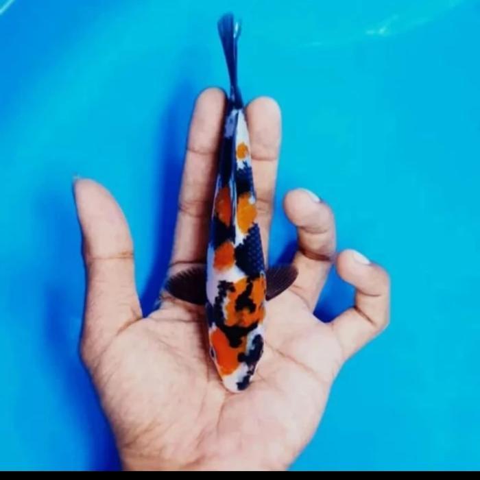 Ikan Koi Showa 15-17 Cm Blitar Terbaru 