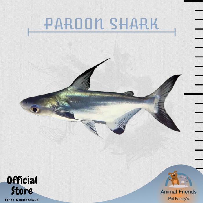 Ikan Predator Hiu Air Tawar Genghis Khan Terbaru 