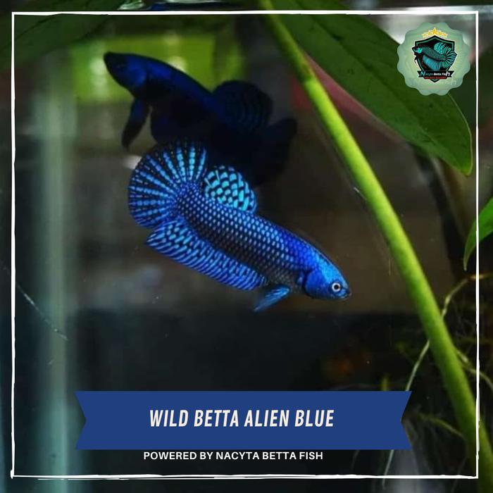 Wild Betta Alien Blue Ikan Cupang Alienwild Betta Alien Hybird Terbaru 