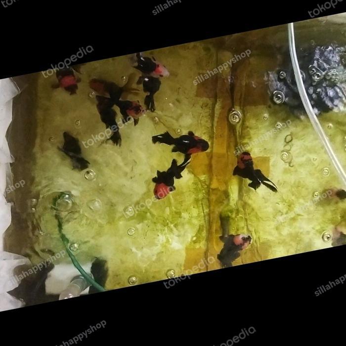 Koki Oranda Tancho 9-12 Cm Terbaru 