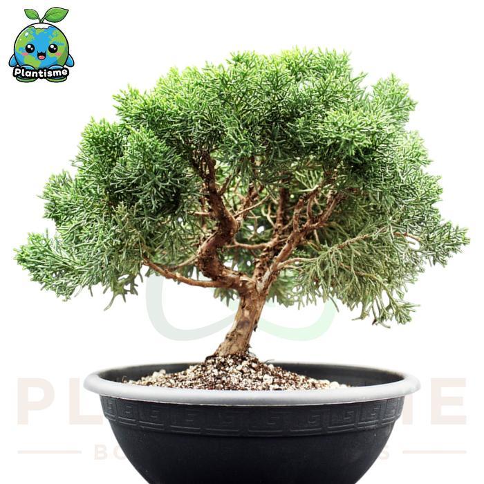 Tanaman Hias Juniperus Communis Hibernica Cemara Embun Bakalan Bonsai