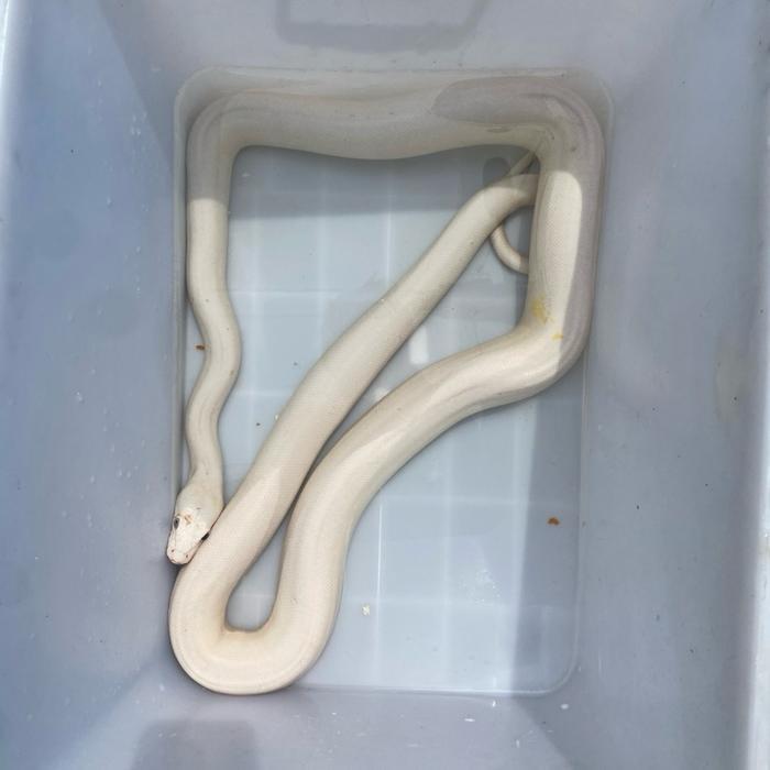 READY GE Reticulatus luecistic / lucy blue eyes