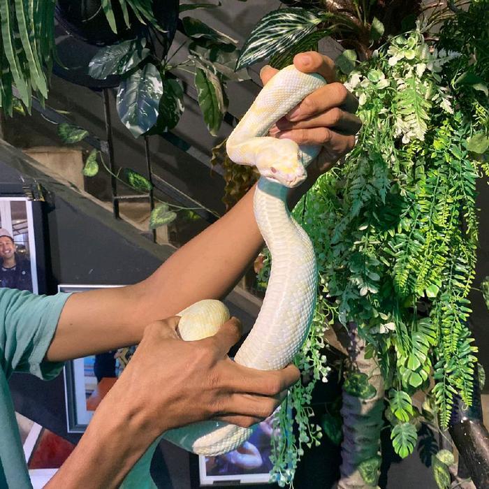 READY GE CARPET PYTHON ALBINO JINAK DAN SEHAT