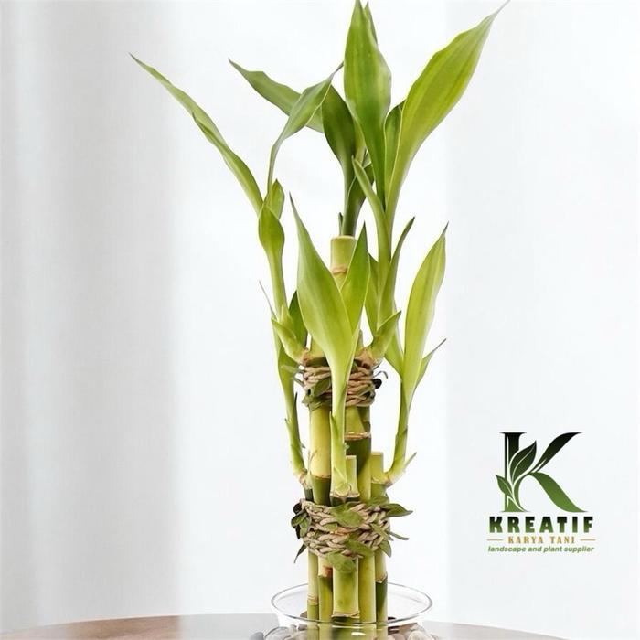 Bambu Hoki Lucky Bamboo Tanaman Yang Bisa Hidup Di Air - Lucky Bamboo Bambu Hoki