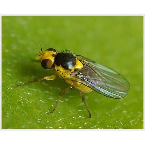 7lx0- Insektisida Metindo 40Sp 200 Gr Obat Pembasmi Hama Serangga Tanaman