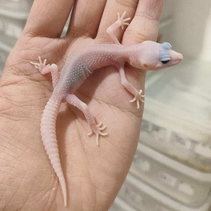REDAY Terlaris Mainan Juve Leopard gecko Super snow Blizzard Eclipse Tremper SSDB Promo Murah
