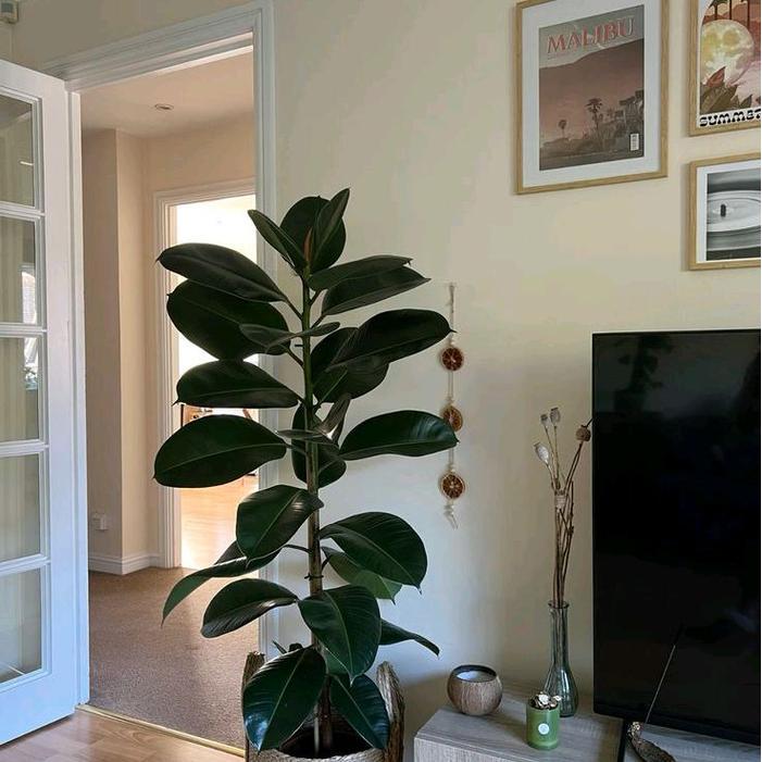 Terbaru Tanaman Hias Karet Kebo / Ficus Elastica Rubber Plant