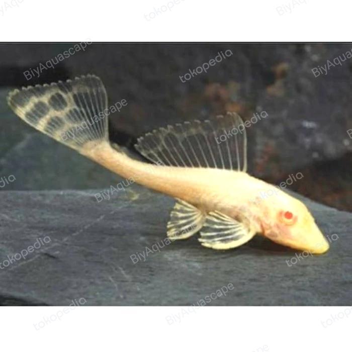 IKAN HIAS SAPU SAPU GIBBICEPS / IKAN HIAS SAPU SAPU MENTEGA /pembersih