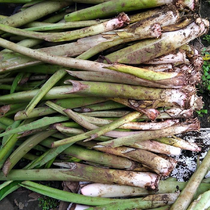 TERLARIS bibit jumbo talas pratama 1 / talas bogor / talas sutra kualitas super siap tanam..