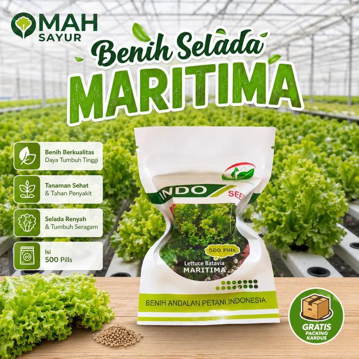 [500 Pills] Benih Selada MARITIMA Lettuce Batavia By Indo Seed Hijau