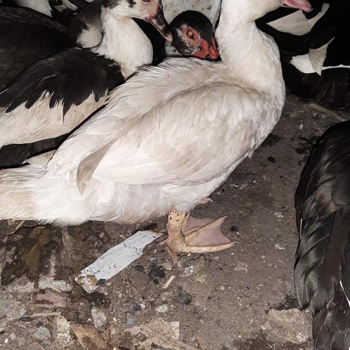 READY bebek entog / manila hidup dan potong