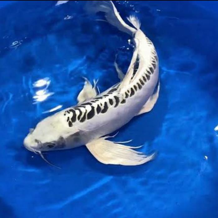 Ikan Koi Ukuran 15-17Cm Black Silver Slayer Kumpay Hiasan Aquarium Kolam Terbaru 