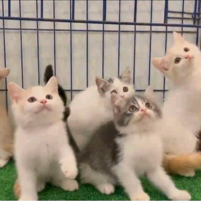 Ready SJ JUAL KITTEN MIX BSH MIX BRITISH SHORTAHIR