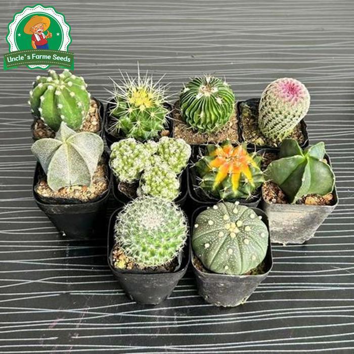 TERLARIS 6 Biji Kaktus Acak Untuk Menanam, Biji Bunga Untuk Berkebun, Biji Tanaman Kaktus Langka,