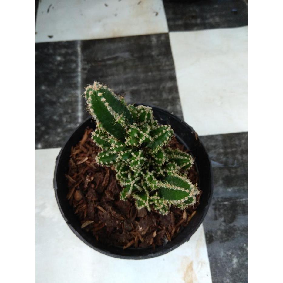 TERLARIS Tanaman Kaktus Sukulen Cereus Tetragonus Own