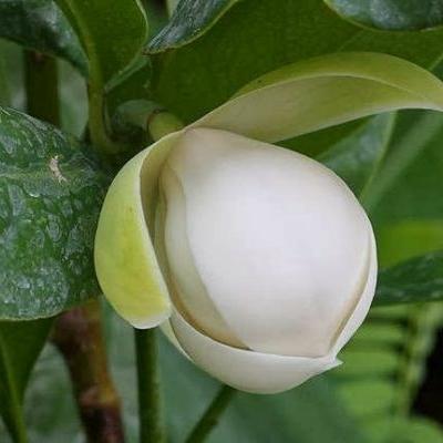 Tanaman Cempaka Gondok, Tanaman Cempaka Gondok