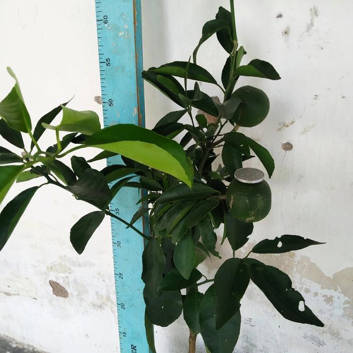 TERMURAH bibit jeruk santang berbuah READY STOCK