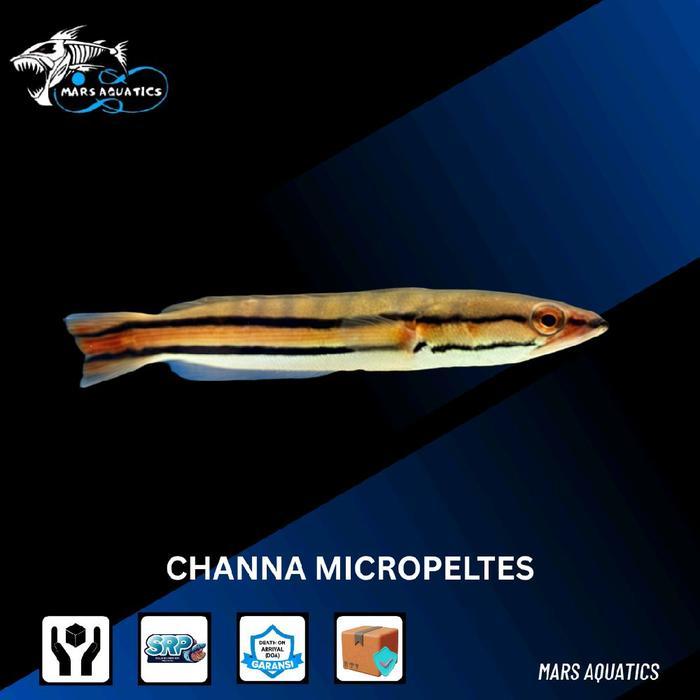 Ready Hiasan Aquarium Ikan Channa Micropeltes Toman Baby Sedang