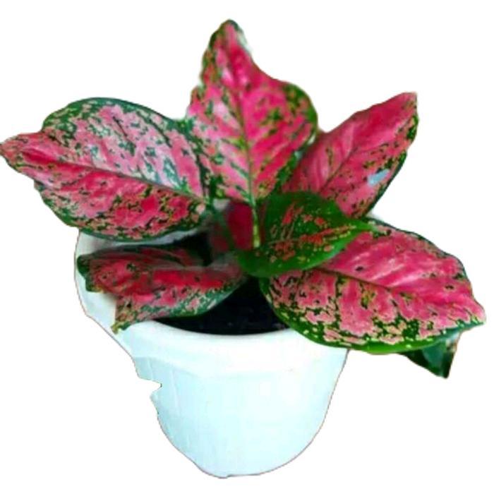 aglonema dud anjamani dewasa - tanamanhias aglonema dud red anjamani Daun