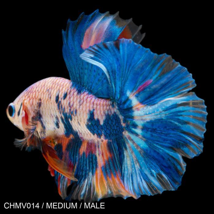 New Cupang Hias Halfmoon Candy Multicolor / Betta Fish Halfmoon