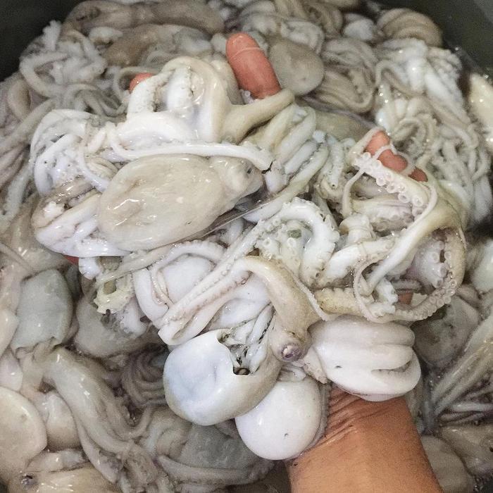 Gurita Konsumsi-Baby Octopus Seafood Segar Kiloan