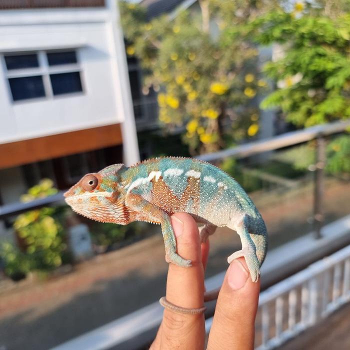 REDAY Terlaris Panther chameleon ambilibe juve Promo Murah