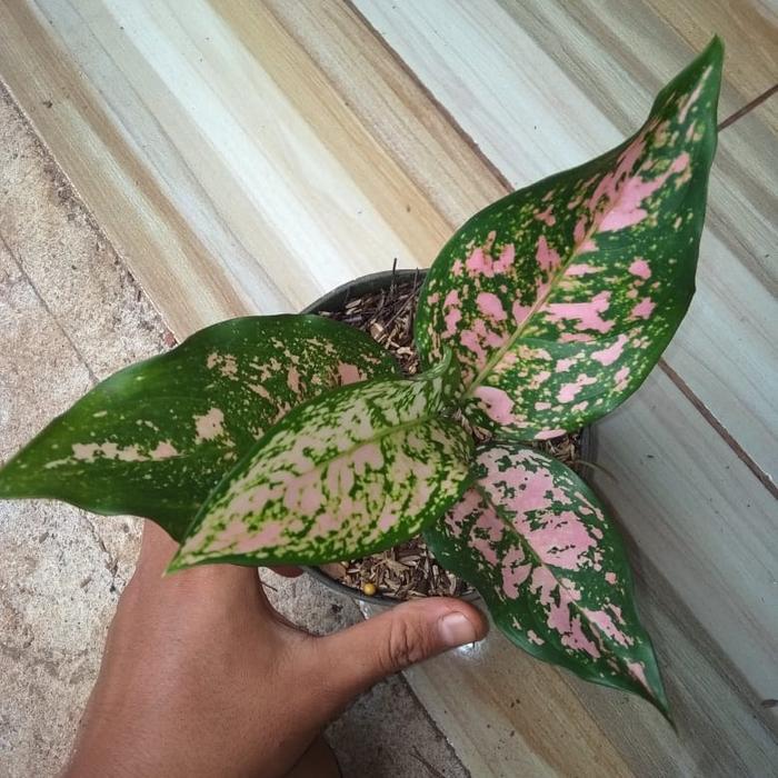 Banana Sport Aglonema Ruby Pink / Tanaman Aglaonema Ruby