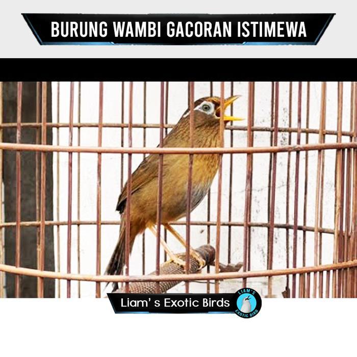 Liam's Exotic Birds Burung Wambi Import Jantan Pilihan Rajin Bunyi Kondisi Sehat Tanpa Cacat Fisik G