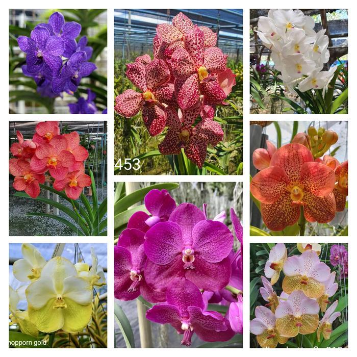 Tanaman Anggrek Vanda Spike atau Knop /Sudah Ada Calon Bunga