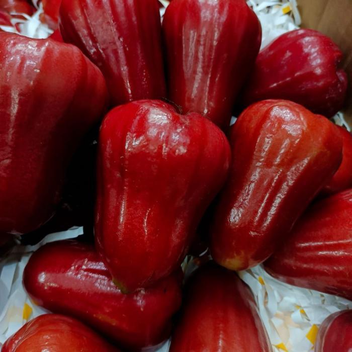 READY Jambu air jambu air merah jambu air super jambu air premium -1kg