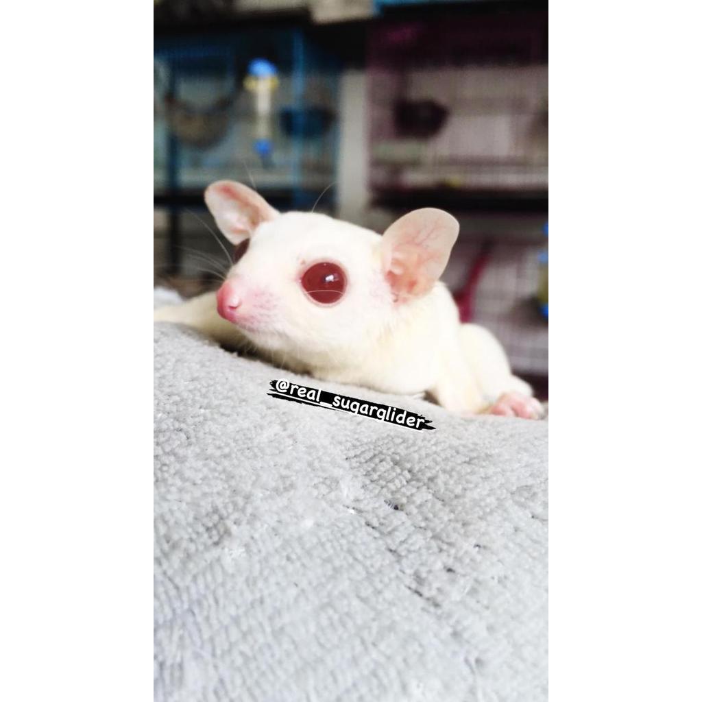 READY Terlaris sugar glider albino PROMO Murah