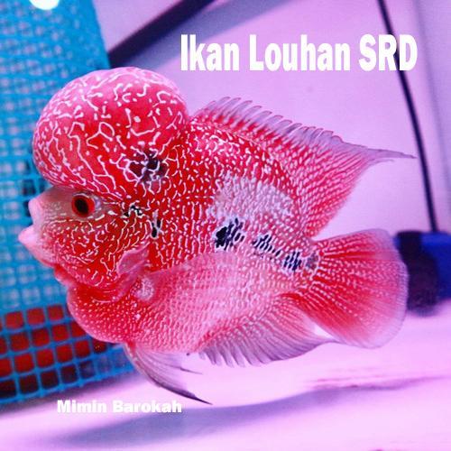 Ikan Louhan Srd Size 2-3 Jari Dewasa - Warna Cakep - Ikan Hias Louhan Aquascape Aquarium