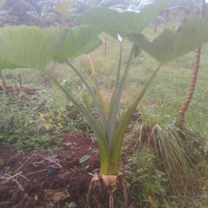 TERLARIS Talas blitung/talas jepang paket 10 bibit