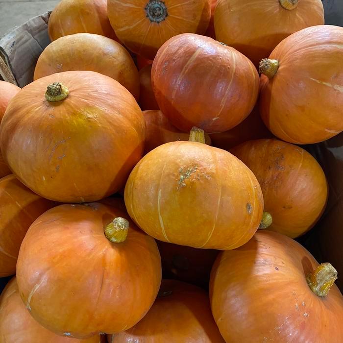 TERLARIS Labu kuning / kabocha / labu jepang / kaboca