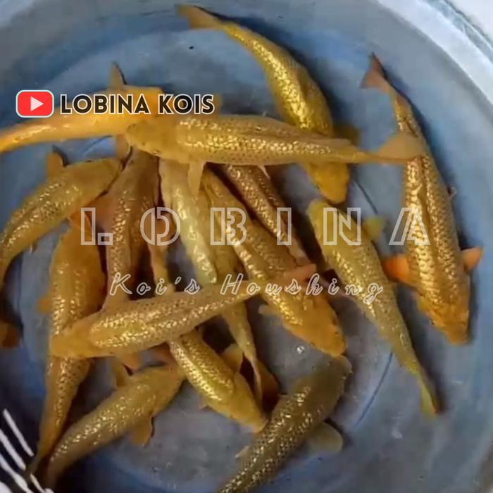 Ikan Koi Blitar Jenis Midori Ginrin Terbaru 