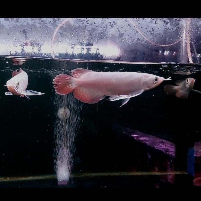 Ikan Arwana Super Red 15Cm Super Red Terbaru 