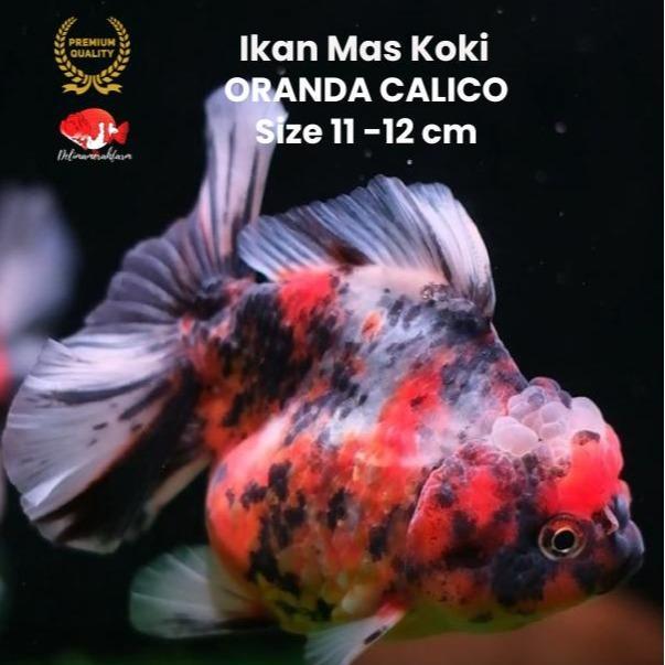 Ikan Mas Koki Oranda Black Yellow Calico Size 11-12 Cm Terbaru 
